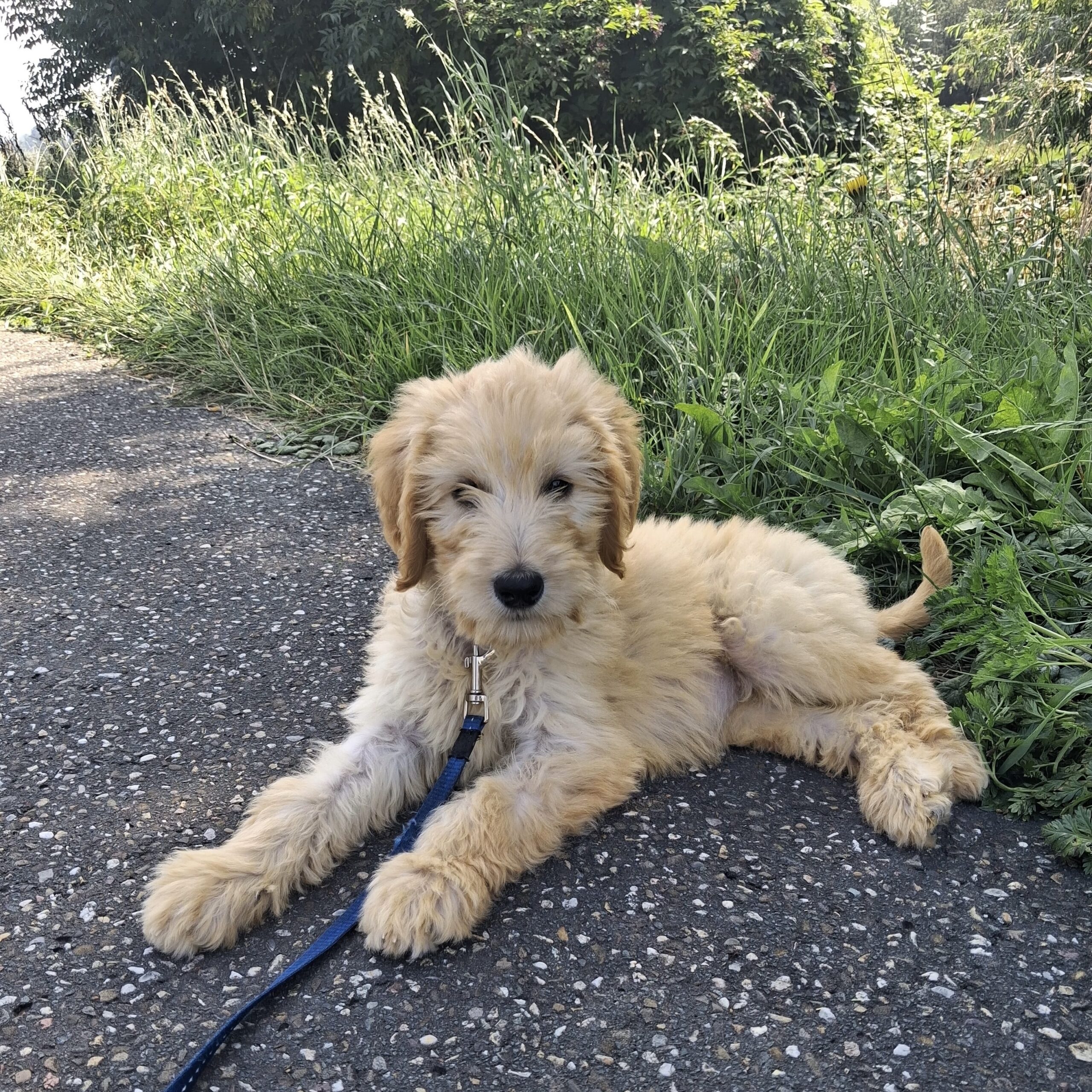 Witte doodle puppy ligt op de grond.