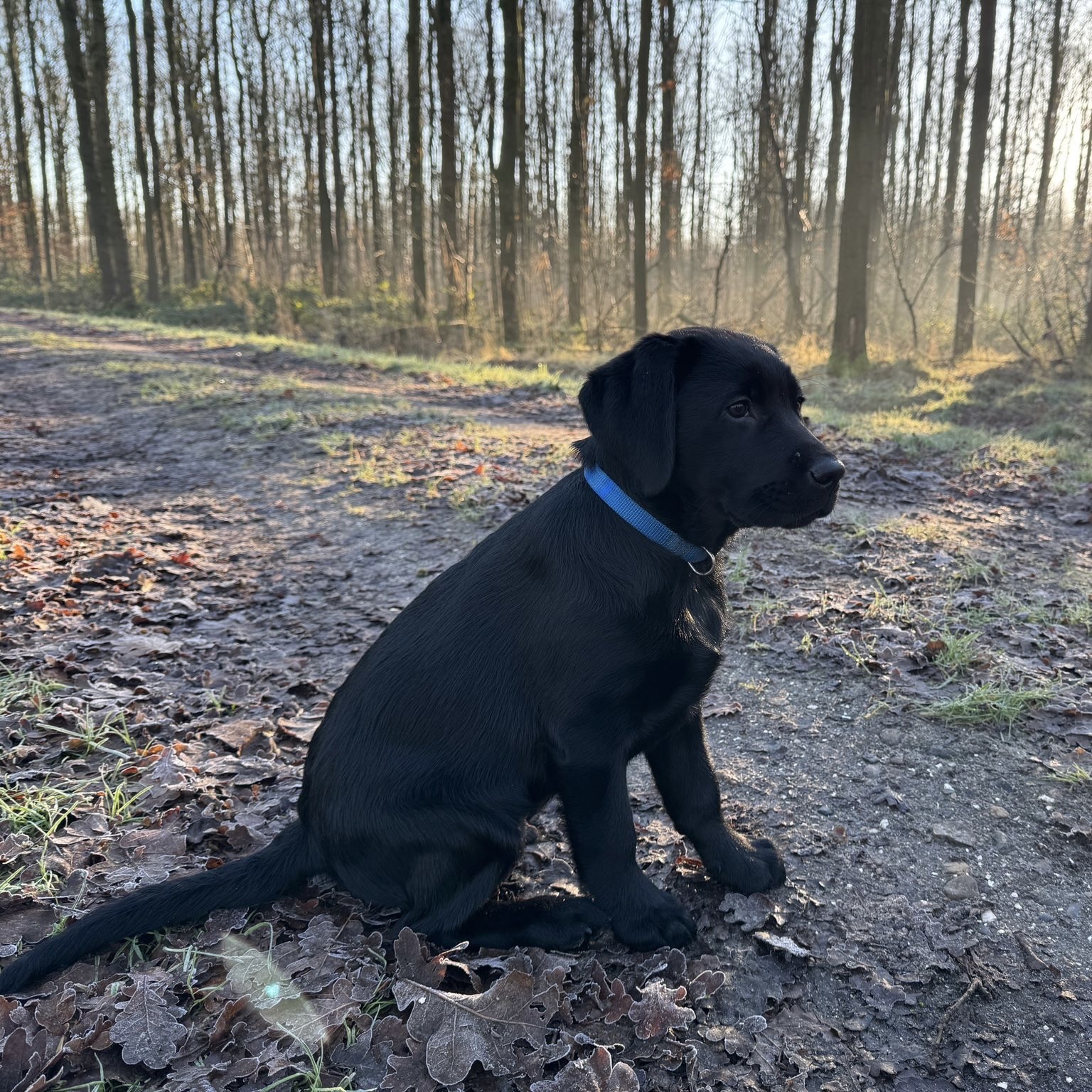 zwarte labrador puppy zit in het bos.