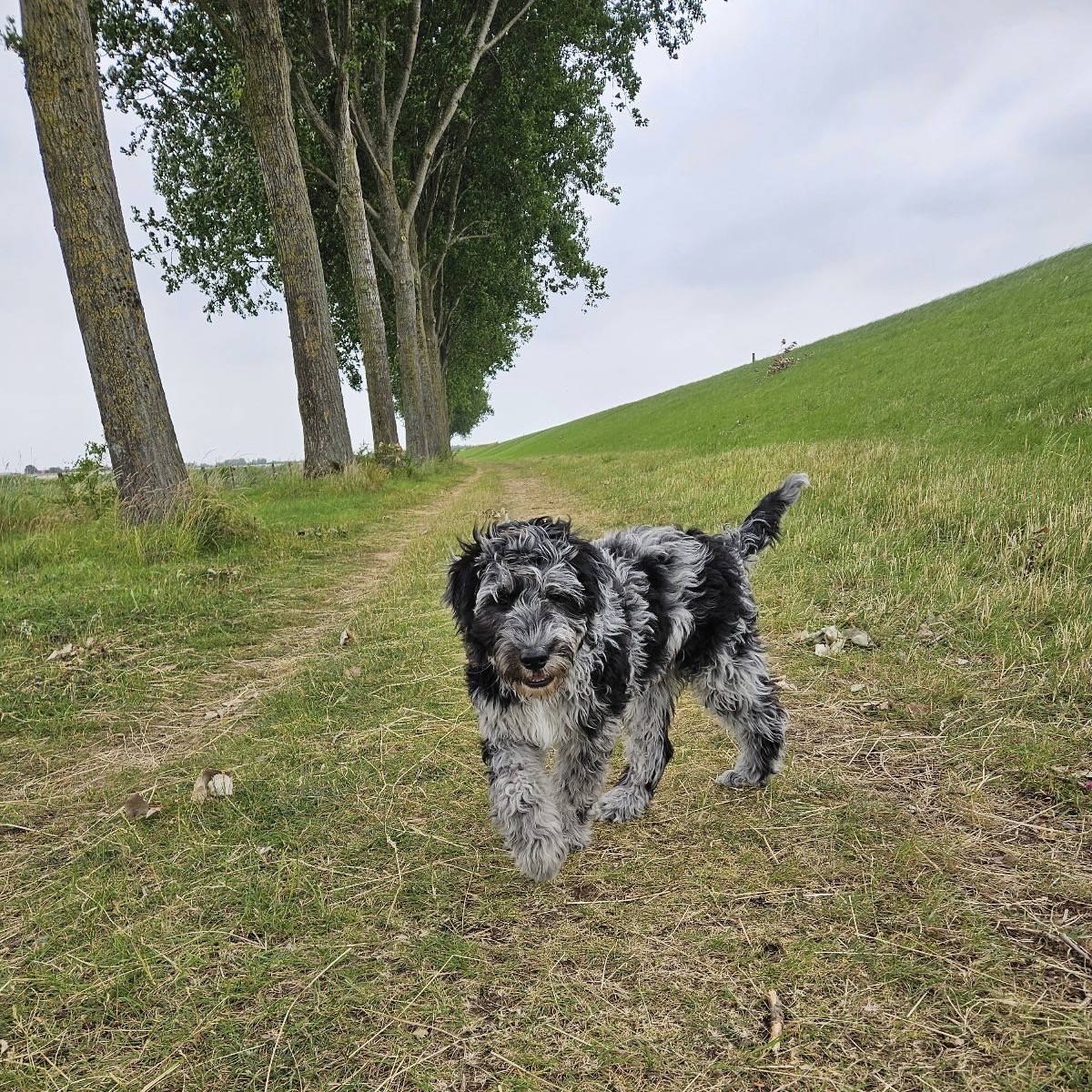 zwart met grijze doodle loopt over een grasveld langs een groene dijk.